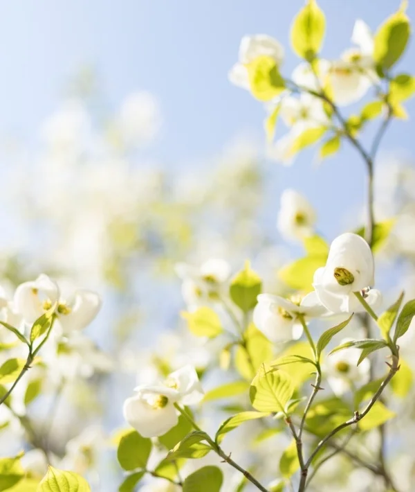 Approche thérapeutique holistique d'Anne Vincent - accompagnement personnalisé et bienveillant